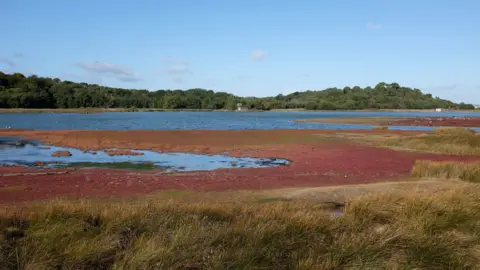 Dorset Wildlife Trust Brownsea Lagoon