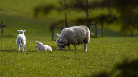 PA A sheep with two lambs in a field.