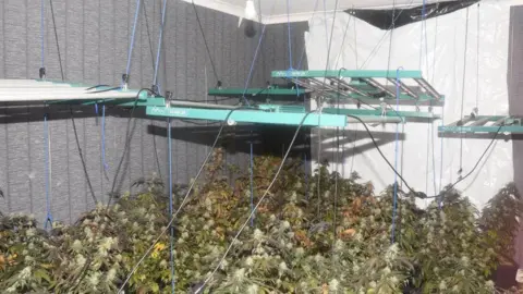 Essex Police A room filled with cannabis plants on the floor and a large number of cables draped down from the ceiling, partly suspending a number of ladders hanging horizontally over the plants. 