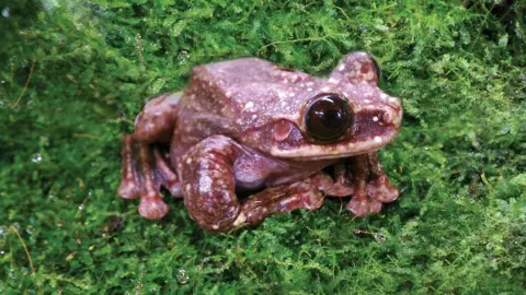 Atlanta Botanical Garden Toughie the frog