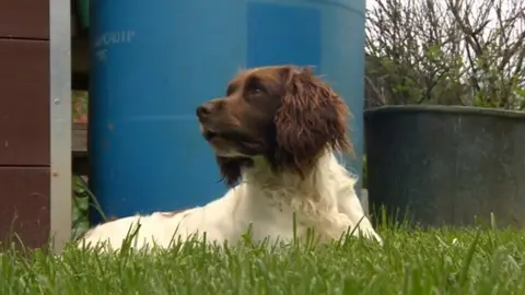 BBC Keedy the spaniel