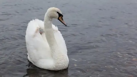 Getty Images Swan