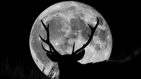 Getty Images Male deer with antlers in front of the Moon