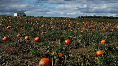 Getty Images Pumpkins await harvest in a field along Rt 165 in Ohio