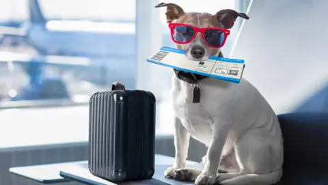 Getty Images A dog waiting with its luggage in an airport terminal