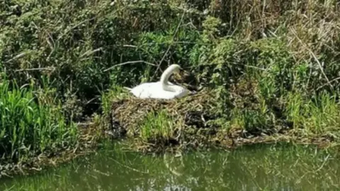 Emily Simpkins Swan sitting on nest