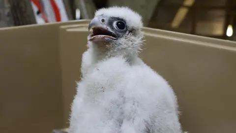 A peregrine chick in a plastic box. It is looking upwards with it's beak open. It has white fluffy feathers and a grey beak.