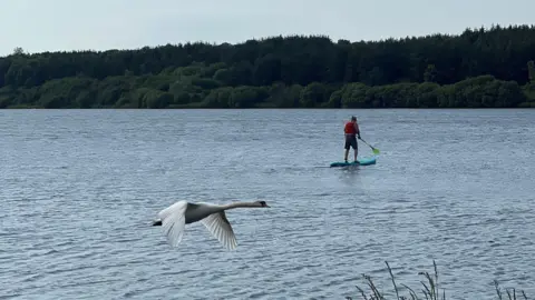 Alistair Bell A swan flies low across a calm loch with its wings outstretched, while a paddleboarder glides across the water in the distance. Trees line the far shore beneath a clear evening sky.