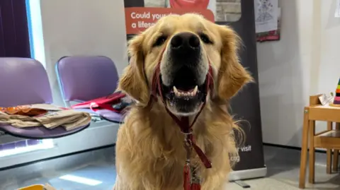 Pet Blood Bank UK The picture shows a golden retriever sitting in a waiting room. Purple chairs are in the background.