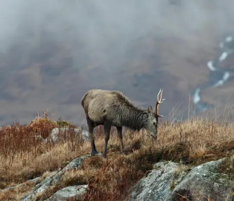 Paul Shaw A red stag stands on a hill eating, with hills and a stream in the background