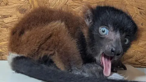 Shaldon Wildlife Trust A black and light brown lemur with its tongue sticking out. It is sat on a grey table and has a wooden background behind it. 
