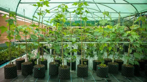 James Dobson/National Trust images About 20 saplings are in the foreground of the picture standing in pots inside a polytunnel filled with plants.