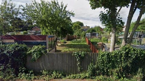 An allotment with overgrown foliage covering a wooden fence, and pieces of land divided up by further fences with sheds alongside. 
