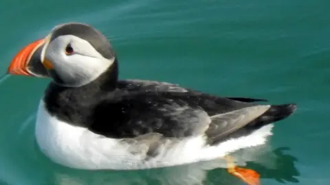 Pete Christie A puffin swimming in water