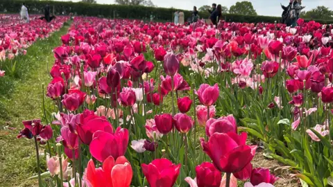 Rows of tulips which are mainly red in colour. They are on long, green stems in rows.