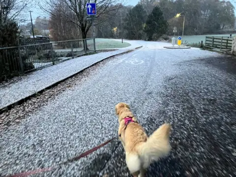 A golden Labrador-type dog walking on a road covered with a thin dusting of snow.