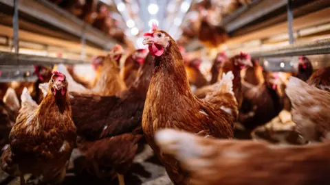 A stock photo showing multiple hens in an indoor farm