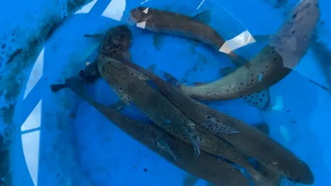 Six rescued fish. They are in water in a blue container.