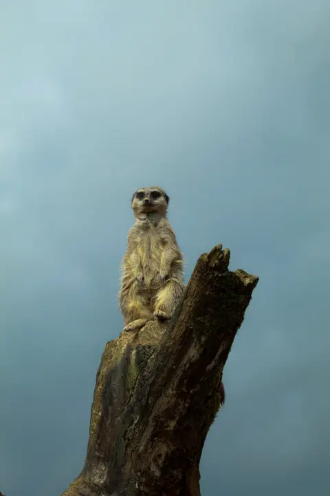 Jasmine Swindail Meerkat berdiri di atas batang kayu tegak dengan latar belakang langit kelabu