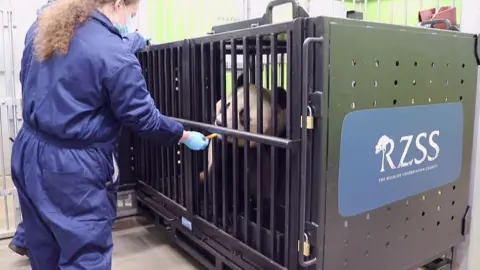 Edinburgh Zoo giant pandas leave zoo for return to China