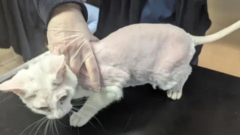 RSPCA A white cat with very little fur is being held by a person wearing a plastic glove. The cat is standing on a black surface and is looking downwards.