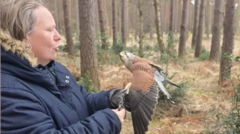 A blonde woman in a long navy coat has a kestrel with its wing spread on her brown leather glove. She is in a pine woodland, with brown bracken bushes and a holly bush in the background