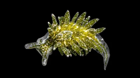 Nathan Jackson A yellow and clear sea slug on a black background.