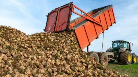 A green tractor which has harvested a pile of sugar beet. An orange trailer is in its elevated position and has tipped out a pile of sugar beet. 