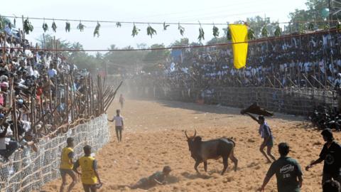 Jallikattu: Why India bullfighting ban 'threatens native breeds' - BBC News