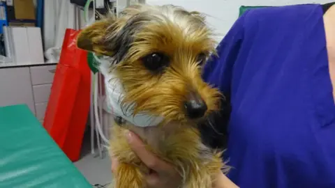 Dick White Referrals Jago the puppy