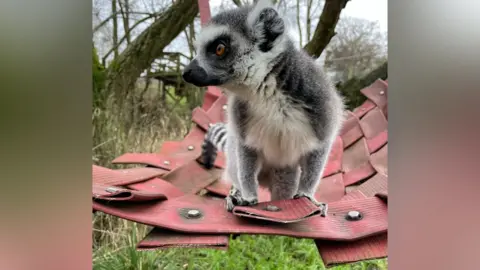 Northumberland Zoo Arthur the lemur