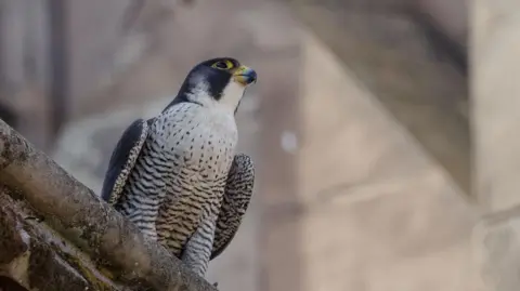 Worcester Cathedral A peregrine falcon sits on the edge of a building ledge. The bird has a mainly light white or grey body with black spots at the top and black stripes further down. Its eye that we can see is rimmed with yellow while its beak is yellow and grey. It sits on a stone ledge.