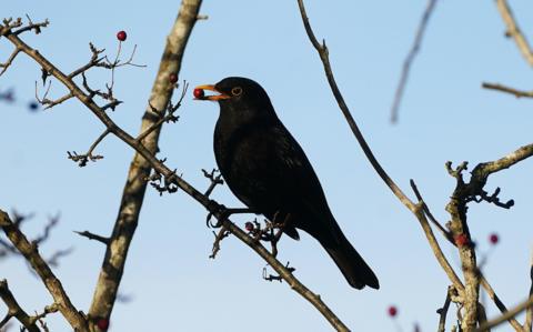 Photo of a blackbird