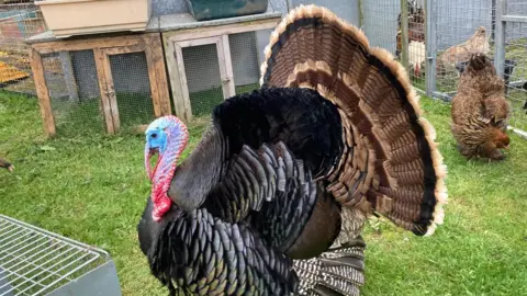 BBC A turkey with a black chest red and blue face and dark and brown plummage is at the back