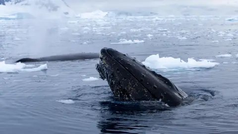 Victoria Gill A humpback whale 'spy-hops', putting its head above the surface of the icy, Antarctic water