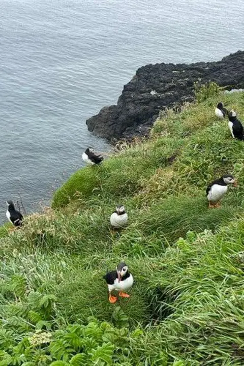 National Trust for Scotland The puffins dot a grassy cliff edge. The birds are black and white with orange feet and brightly coloured beaks.