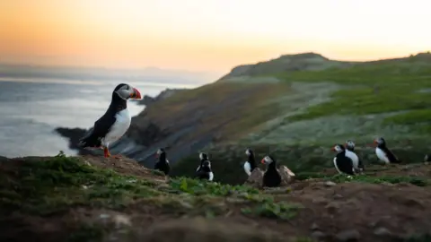Amy Compton Puffins sat on the cliffs 