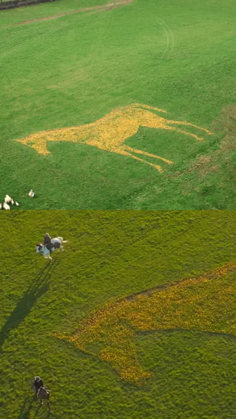 Aerial image of a large horse the middle of a field, made from yellow crocus flowers.
