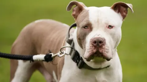 PA An XL bully dog on a lead. It is a white and liver coloured animal with a rope lead around a thick collar on its neck. 