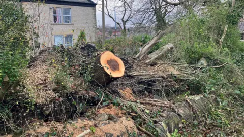 Photograph of a tree stump in the village of Carrbrook, where the tornado struck