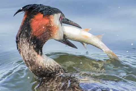David Crawford The bird is in the water with just its head poking out. It is engorging a huge fish which almost looks too big for it to eat.