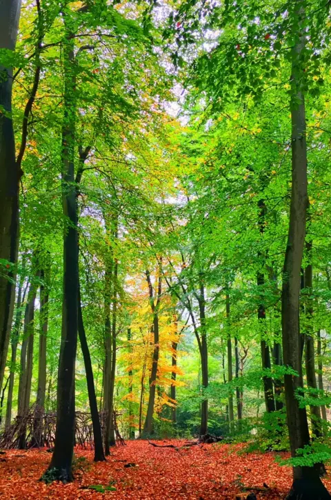 Tim Turan Bagley Wood