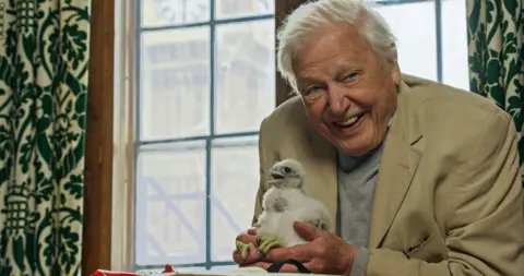 BBC/Passion Planet Sir David Attenborough sits close to a window with white and green patterned curtains, smiling with gleeful excitement at the camera as he holds a fluffy white peregrine falcon chick in his hands