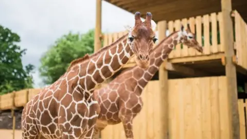 Bristol Zoo Two giraffes in an enclosure. One looks into the camera. 