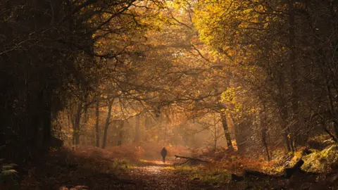 Rich Davis A dark picture taken through the woods, following a person walking along a footpath. The sun is streaming through the leaves of the trees above and lighting up the path with various shades of orange, red and brown.