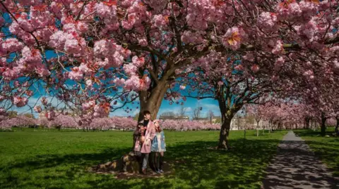 Ian Choi A couple and their dog pose for a photo standing against a cherry blossom tree in Harrogate, North Yorkshire