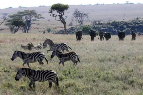 EPA Zebras walking in the outdoors. There are rangers walking behind them waering heavy backpacks.