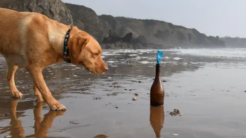 Mike Scott A golden labrador - Maggie- on a beach, looking at a brown bottle, which has a blue note sticking out the top.