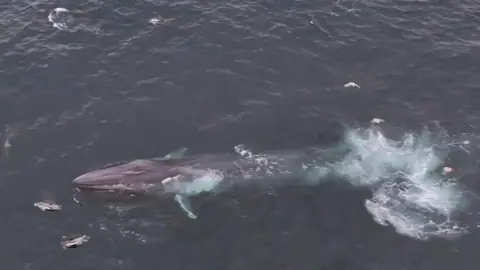 The picture shows a large marine animal, specifically a fin whale, swimming near the surface of the ocean. The whale’s long, streamlined body and pointed head are clearly visible, along with lighter patches near its pectoral fins. There is a noticeable disturbance in the water behind the whale, likely caused by its movement or tail stroke. Several seabirds are scattered around the whale, possibly attracted by fish or feeding activity in the area. 