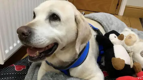 Daisy the Labrador panting while sat on her dog bed that has paw prints on. She is surrounded by soft toys and is next to a radiator.